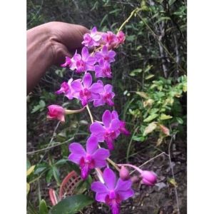 Lan Rừng - Tiểu Hồ Điệp Mini - Cây giống khoẻ, dễ trồng