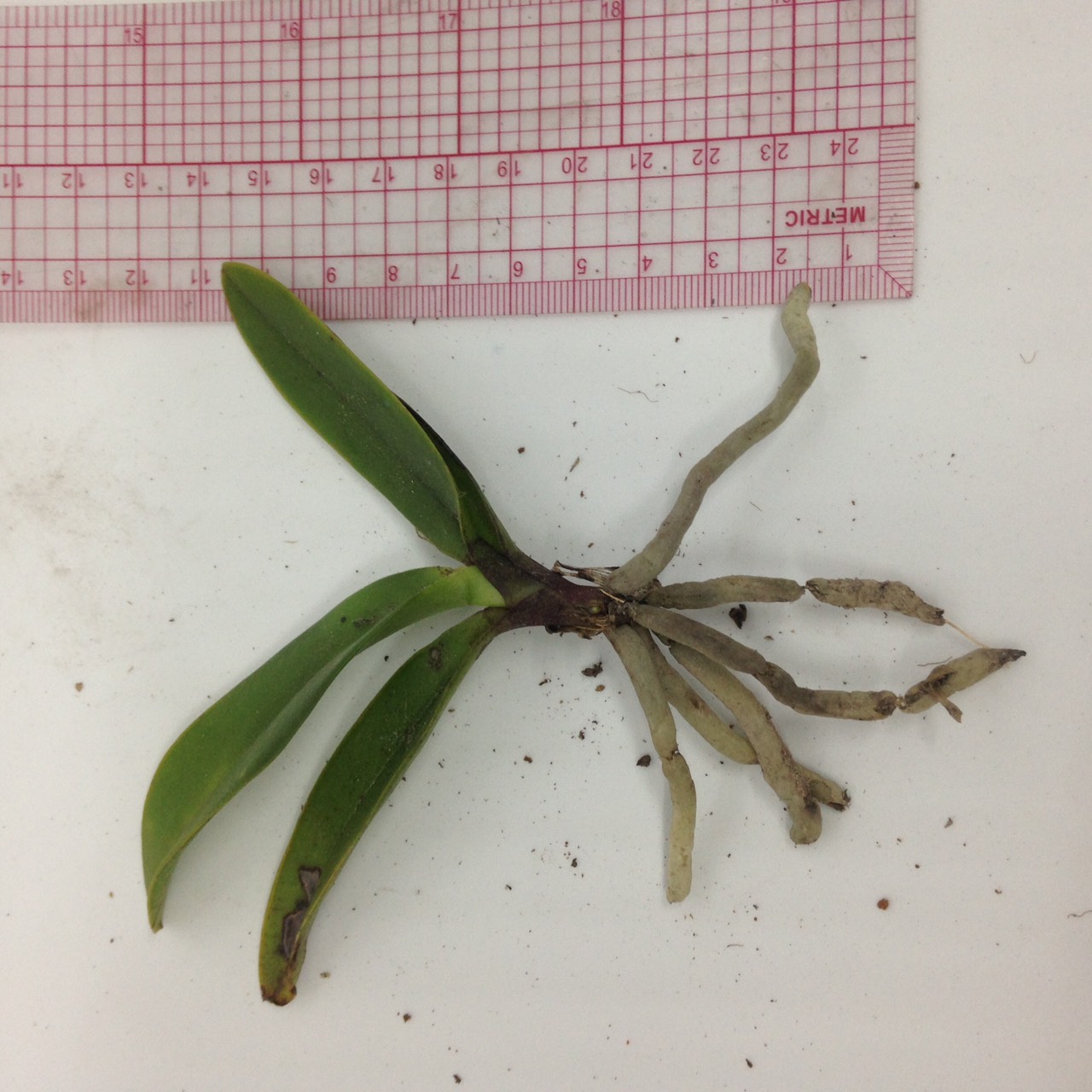 Combo 5 Lan Rừng - Tiểu Hồ Điệp Mini - Cây giống khoẻ, dễ trồng