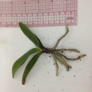 Lan Rừng - Tiểu Hồ Điệp Mini - Cây to ĐÃ CÓ NGỒNG