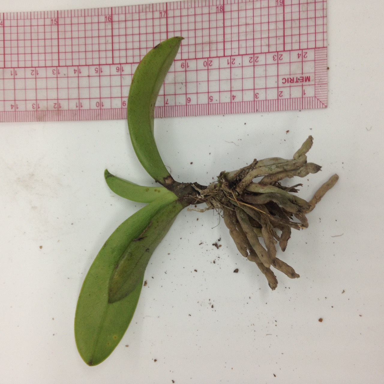 Lan Rừng - Tiểu Hồ Điệp Mini - Cây to ĐÃ CÓ NGỒNG