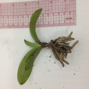 Combo 50 Lan Rừng - Tiểu Hồ Điệp Mini - Cây giống khoẻ, dễ trồng