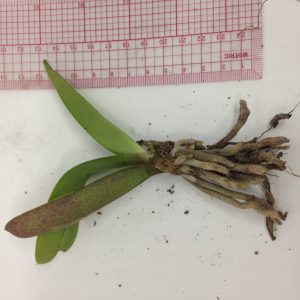 Combo 50 Lan Rừng - Tiểu Hồ Điệp Mini - Cây giống khoẻ, dễ trồng