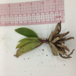 Lan Rừng - Tiểu Hồ Điệp Mini - Cây to ĐÃ CÓ NGỒNG