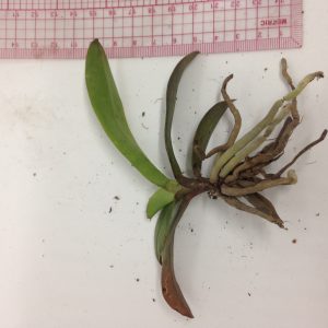 Lan Rừng - Tiểu Hồ Điệp Mini - Cây to ĐÃ CÓ NGỒNG