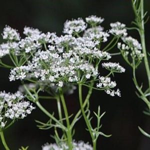 Gói 50  hạt giống Tiểu Hồi Anise