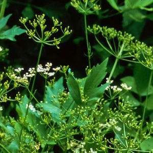 Gói 50  hạt giống Tiểu Hồi Anise