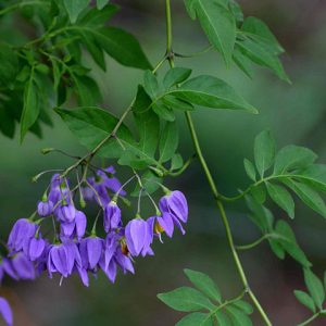 [Cây giống hoa] Tiêu Nương - Dây Tiêu Nương (cây leo) Solanum seaforthianum - CayGiongTot