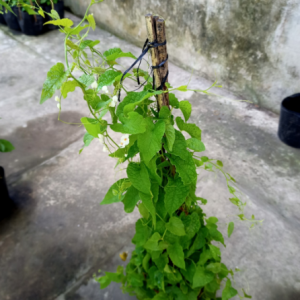 Chậu cây giống hoa tigon trắng