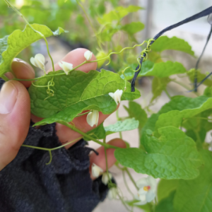 Chậu cây giống hoa tigon trắng