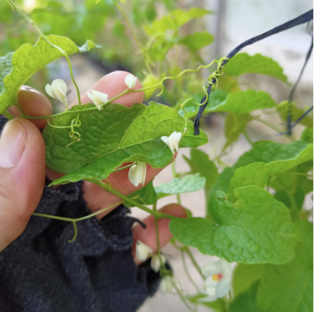 Chậu cây giống hoa tigon trắng