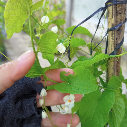 Chậu cây giống hoa tigon trắng