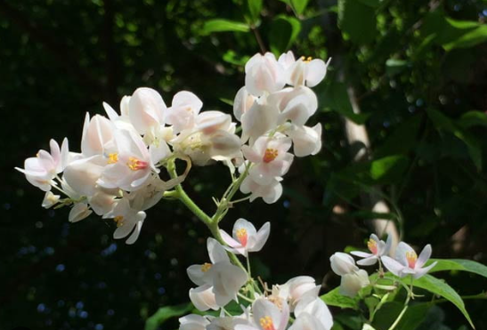 Chậu cây giống hoa tigon trắng