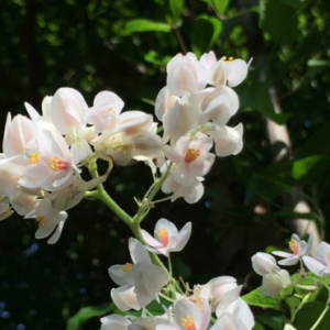 Chậu cây giống hoa tigon trắng