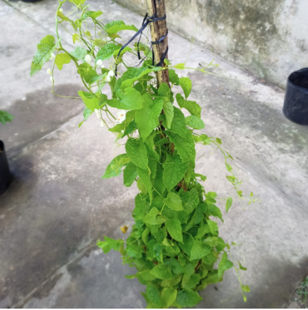 Chậu cây giống hoa tigon trắng