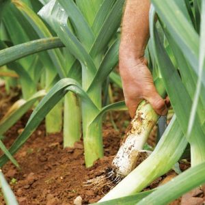 Gói 2g hạt giống tỏi tây