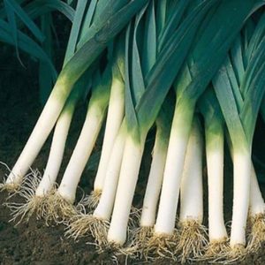 Gói 2g hạt giống tỏi tây