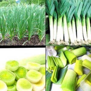 Gói 2g hạt giống tỏi tây