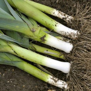 Gói 2g hạt giống tỏi tây