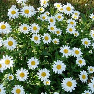 Gói 3g hạt giống Trà Hoa Cúc Trắng