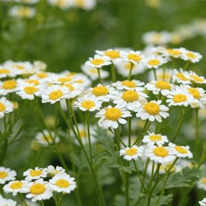 Gói 3g hạt giống Trà Hoa Cúc Trắng