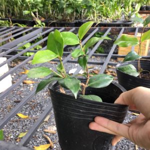 Cây giống hoa trà mi bầu đất