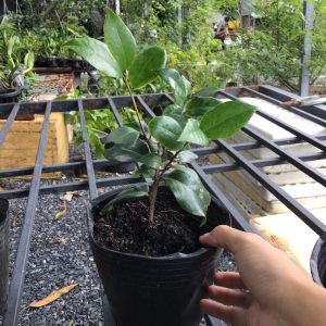 Cây giống hoa trà mi bầu đất