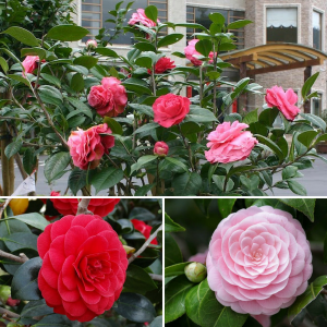 Cây giống hoa trà mi bầu đất