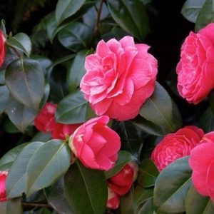 Cây giống hoa trà mi bầu đất