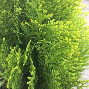 Cây trắc bách diệp ưa nắng - Cây bá tử nhân