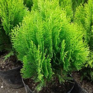 Cây trắc bách diệp ưa nắng - Cây bá tử nhân