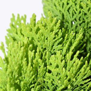 Cây trắc bách diệp ưa nắng - Cây bá tử nhân