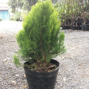 Cây trắc bách diệp ưa nắng - Cây bá tử nhân