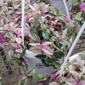 Cây giống thài lài tía - thài lài tím, cây trai đỏ, cây trai tím - Tradescantia pallida - CayGiongTot