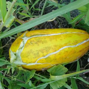 Gói 0.5GR hạt giống Dưa Gang Cao Sản