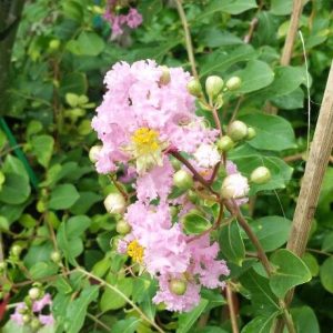 Chậu cây hoa Ngũ Sắc Tím đang nụ hoặc đang hoa - Cây Trâm Ổi - Cosmos Bipinnuatus