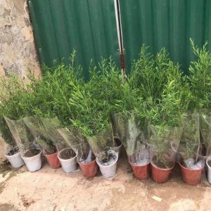 Cây giống Tràm Trà - Tea Tree chuyên dùng sản xuất tinh dầu