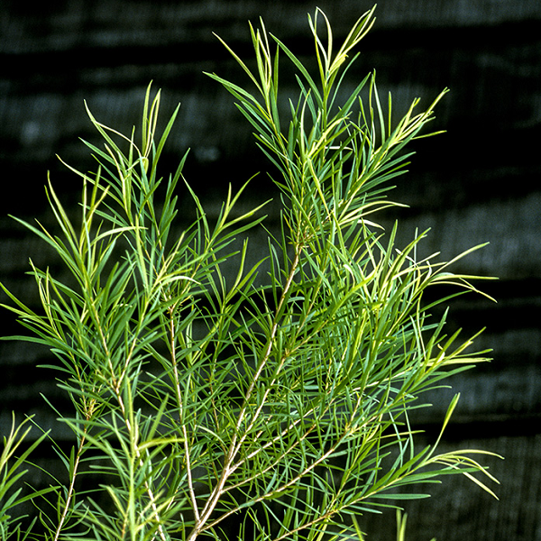 Chậu cây tràm trà Teatree dáng tree trồng lấy tinh dầu hoặc làm kiểng rất đẹp