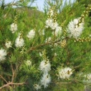 Cây giống Tràm Trà - Tea Tree chuyên dùng sản xuất tinh dầu