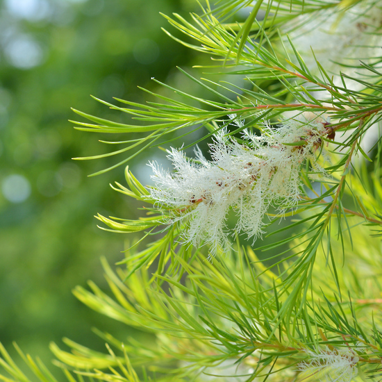 Chậu cây tràm trà Teatree dáng tree trồng lấy tinh dầu hoặc làm kiểng rất đẹp