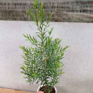 Cây giống Tràm Trà - Tea Tree chuyên dùng sản xuất tinh dầu