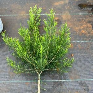 Chậu cây tràm trà Teatree dáng tree trồng lấy tinh dầu hoặc làm kiểng rất đẹp