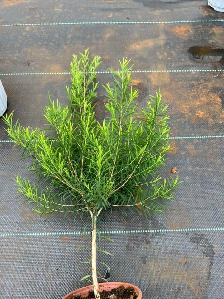 Chậu cây tràm trà Teatree dáng tree trồng lấy tinh dầu hoặc làm kiểng rất đẹp