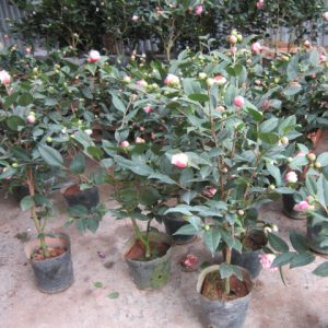 Cây giống hoa Trà My bầu đất đang nụ - Cây bonsai dễ trồng, hoa to, nở hoa Tết Nguyên Đán