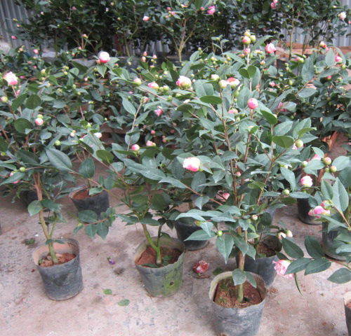 tramy1 Cây giống hoa Trà My bầu đất đang nụ - Cây bonsai dễ trồng, hoa to, nở hoa Tết Nguyên Đán