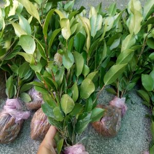 Cây giống hoa Trà My bầu đất đang nụ - Cây bonsai dễ trồng, hoa to, nở hoa Tết Nguyên Đán