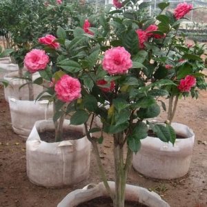 Cây giống hoa Trà My bầu đất đang nụ - Cây bonsai dễ trồng, hoa to, nở hoa Tết Nguyên Đán