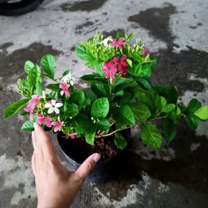 Cây trang leo đứng (sử quân tử dạng bụi)