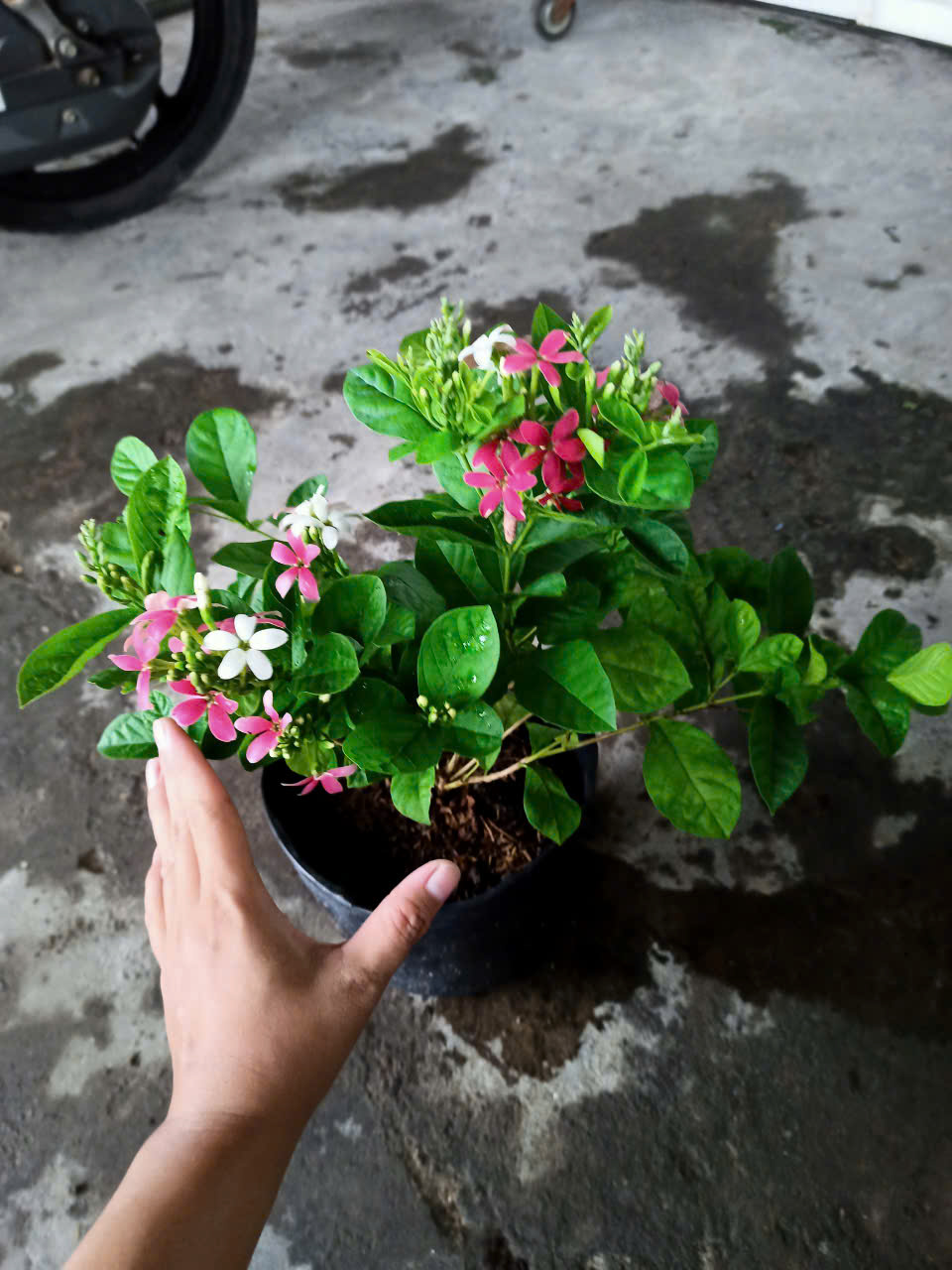 Cây trang leo đứng (sử quân tử dạng bụi)