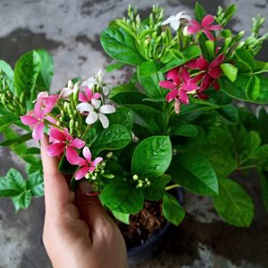 Cây trang leo đứng (sử quân tử dạng bụi)