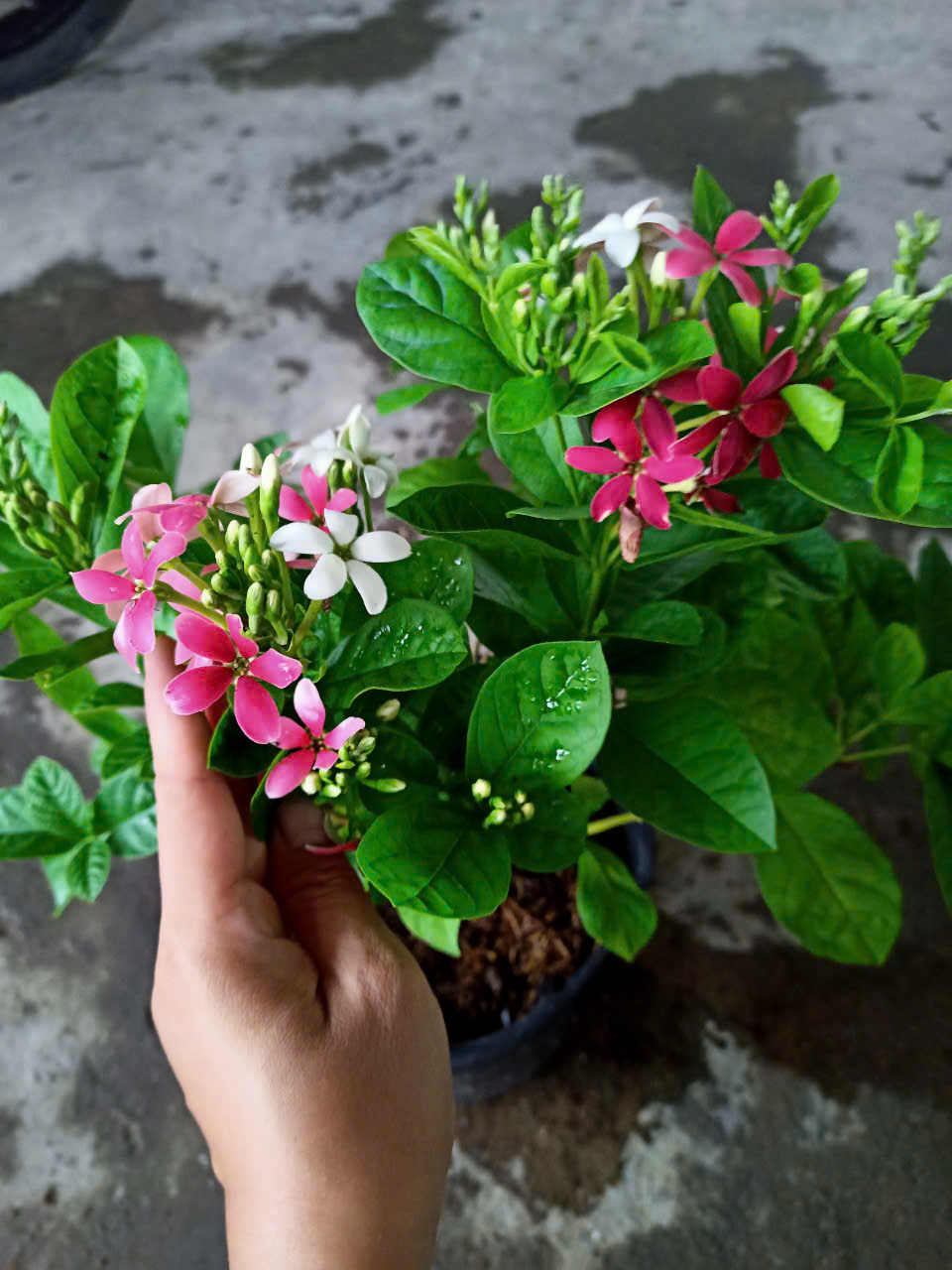 Cây trang leo đứng (sử quân tử dạng bụi)